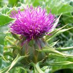 milk_thistle_flower