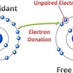 antioxidants-vs-free-radicals