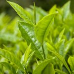 growing_green_tea